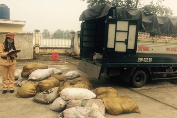 Lực lượng CSGT Thanh Hóa bắt xe ô tô tải chở hơn 2 tấn bì lợn bốc mùi hôi thối
