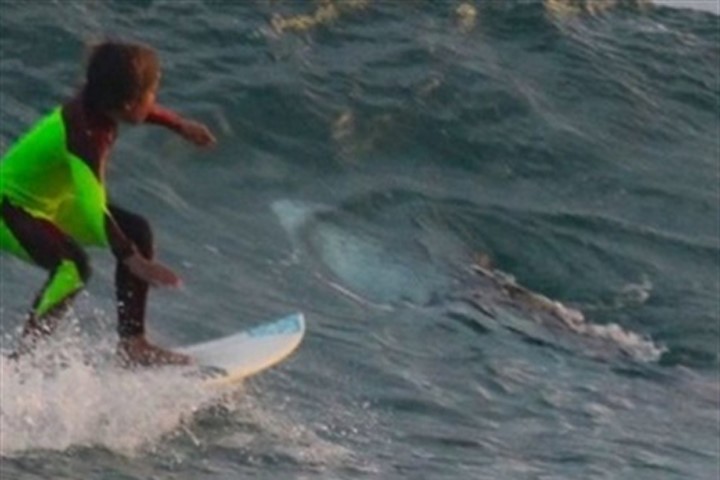 Cậu bé 10 tuổi chạm trán cá mập khi đang lướt sóng