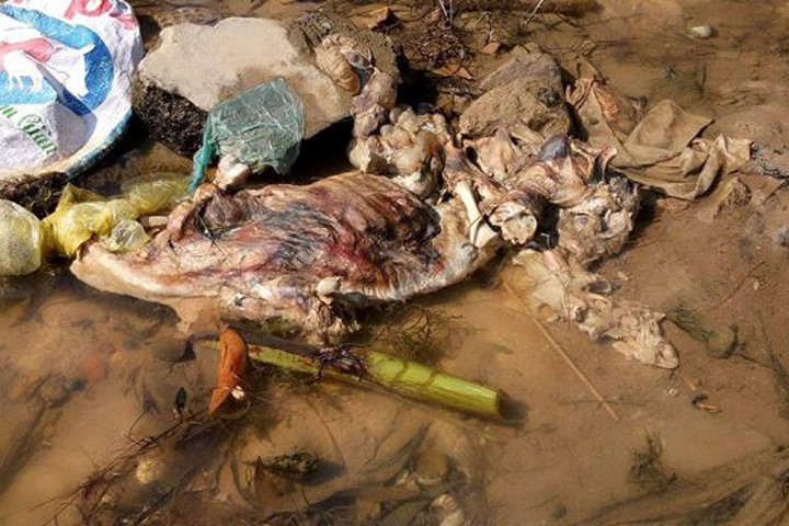 Hà Tĩnh: Kinh hãi cảnh hàng loạt xác lợn thối trôi trên kênh