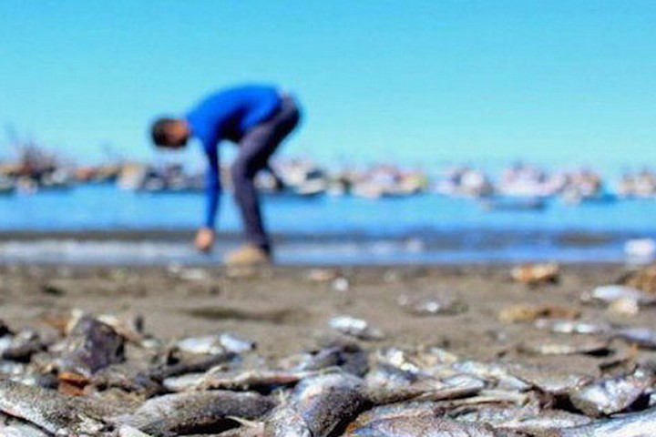 Chile: Cá hồi chết hàng loạt do sự xuất hiện loại vi tảo độc hại