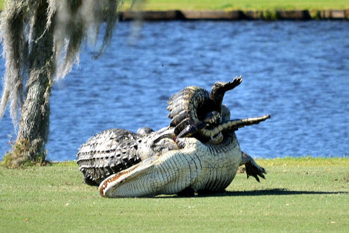 Cá sấu tử chiến giành bạn tình trên sân golf