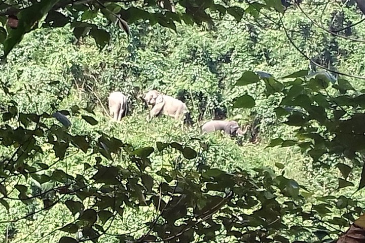 Đàn voi rừng xuất hiện ở Quảng Nam