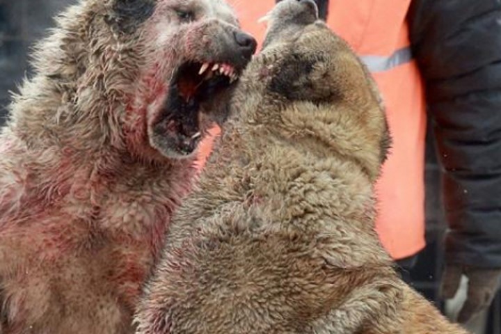 Chọi chó săn máu me kinh hoàng ở Kyrgyzstan