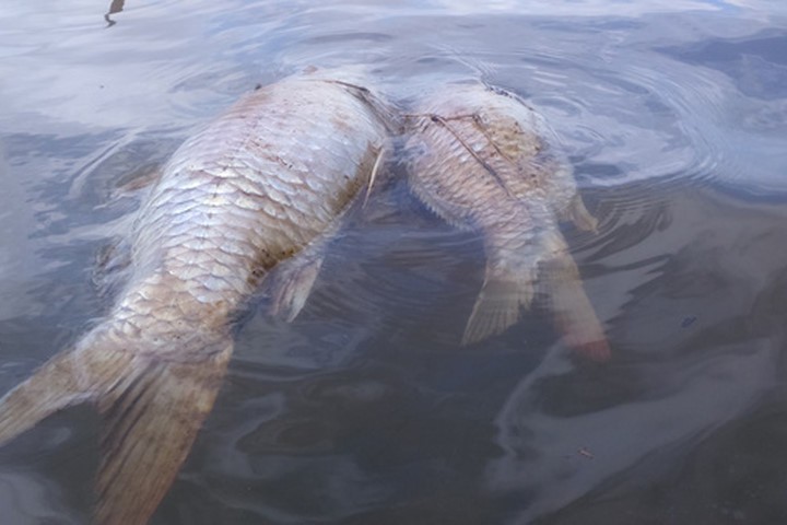 Cá chết bất thường trên sông Bàn Thạch