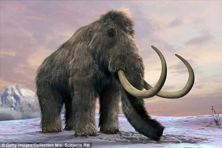 Tái sinh voi ma mút sau hàng ngàn năm tuyệt chủng