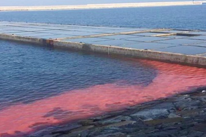 Vệt nước đỏ xuất hiện ở biển Vũng Áng