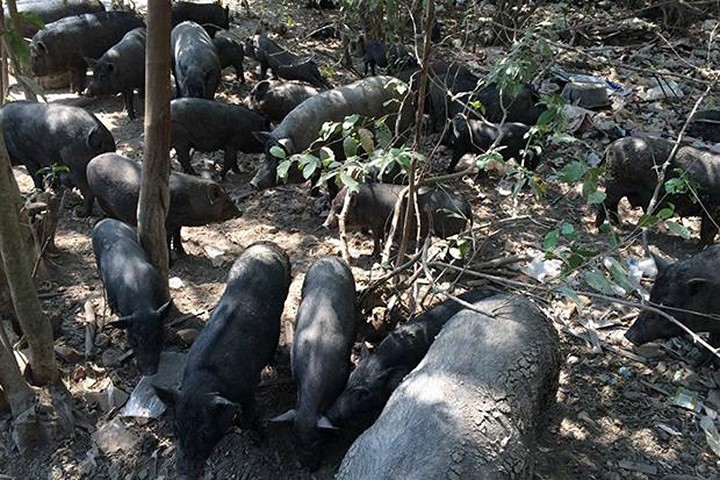 Đàn lợn rừng 300 con đại náo cả khu vực Khlong Sa Bua (tỉnh Ayutthaya, Thái Lan)