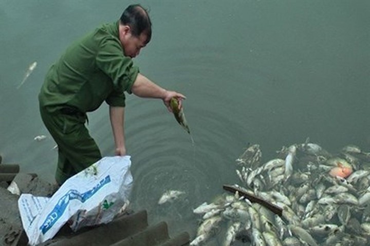Cá chết trắng do vỡ đường ống nước thải nhà máy tại Lào Cai