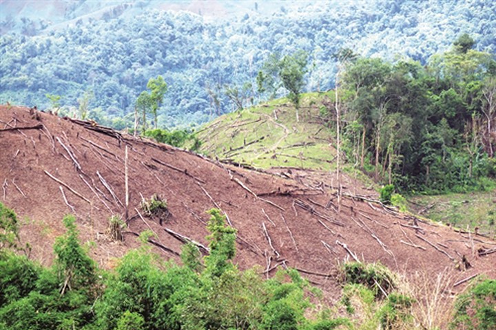 Bắt 56 đối tượng phá rừng ở địa bàn đặc biệt ‘nóng’ Mường Nhé