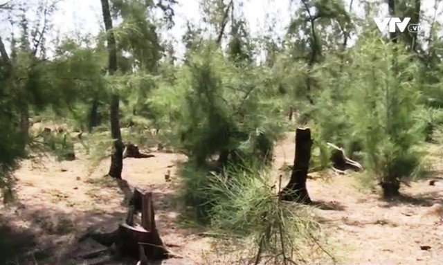 Kiểm tra việc phá rừng phòng hộ tại Phú Yên