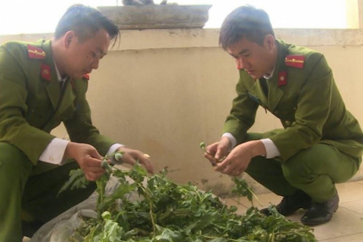 Thái Bình: Phát hiện hơn 100 cây thuốc phiện được gieo trồng trong vườn nhà