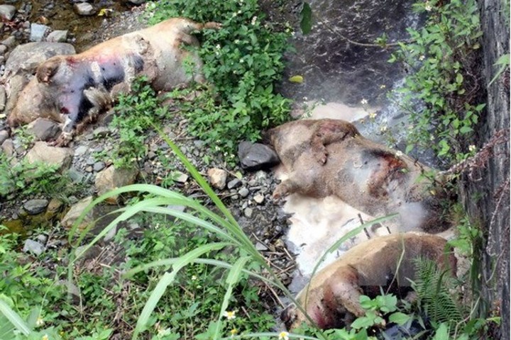 Xác lợn chết phân hủy nằm la liệt cạnh bờ sông