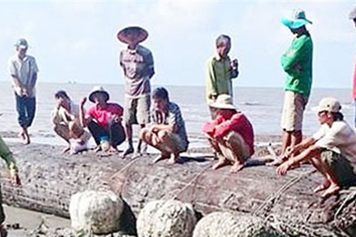 Cây dầu dài gần 20 m được người dân phát hiện ở bãi bồi ven biển xã Tân Ân (Ngọc Hiển, Cà Mau). Ảnh: Zing.vn