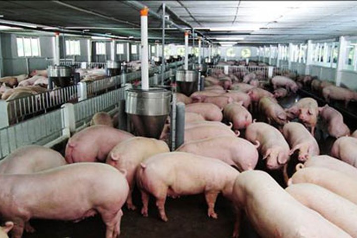 Thịt lợn rẻ hơn rau, Bộ Nông nghiệp "cầu cứu" Thủ tướng