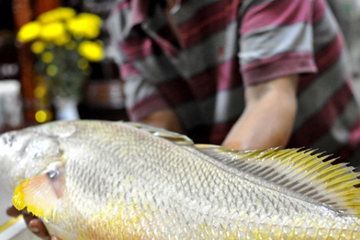Cá nghi là cá sủ vàng quý hiếm nặng 4kg cắn câu cần thủ ở TPHCM