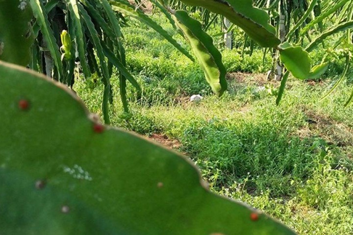 Hoa Ưu Đàm "3.000" năm nở trong vườn thanh long ở Bình Thuận