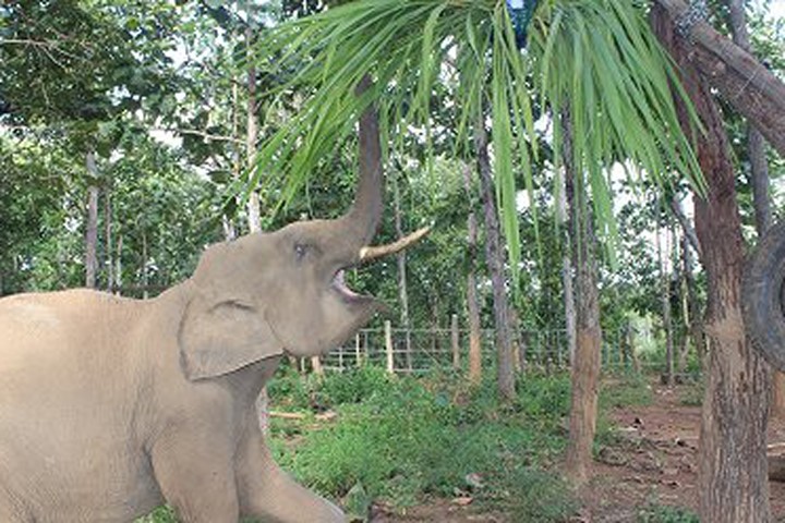 Cuộc sống ít biết của hai chàng "bảo mẫu" chăm sóc voi ở Đắk Lắk