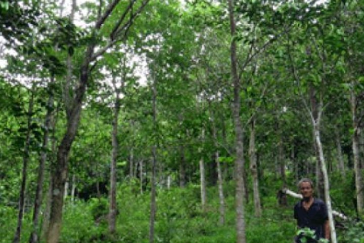 Ngưỡng mộ cánh rừng toàn gỗ quý hiếm của lão nông 78 tuổi