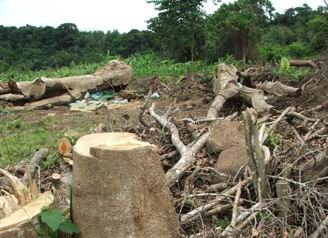 Xử lý dứt điểm tình trạng phá rừng tại Phú Yên