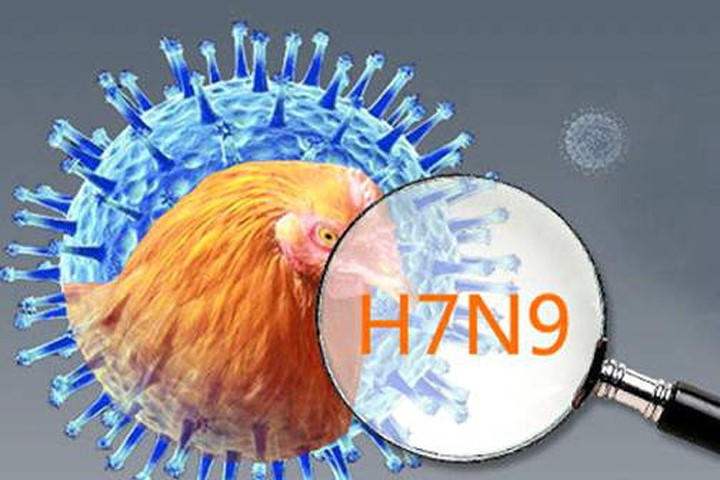Chủng vi rút cúm A(H7N9) tại Trung Quốc đã biến đổi độc lực cao