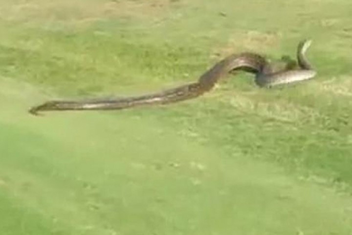 Trăn "khủng" dài 4 mét đại náo sân golf ở Nam Phi