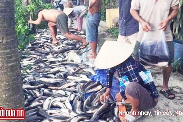 Điều tra vụ cá lóc nuôi của nông dân chết hàng loạt nghi bị hạ độc