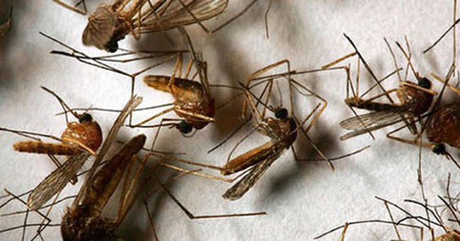 Vài mẹo nhỏ khiến muỗi phải chạy “bán sống bán chết” khỏi nhà bạn