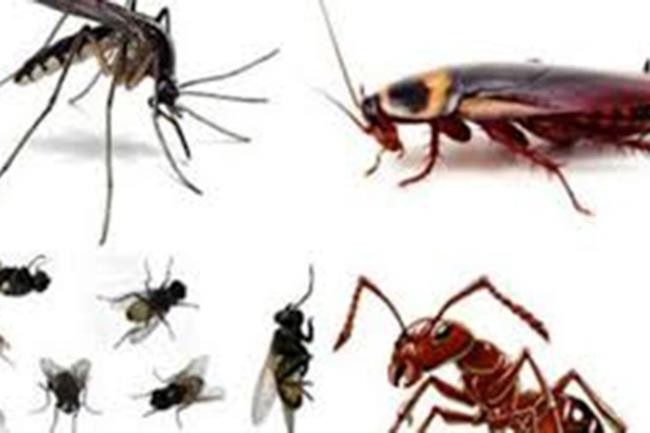 Những loại côn trùng gây hại trong nhà bạn.