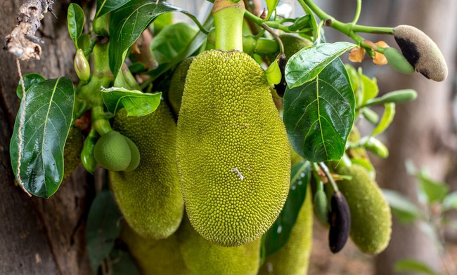 Việt Nam đang sở hữu một loại quả được mệnh danh là “cứu tinh của thế giới”