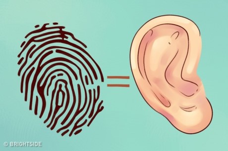 Hóa ra đôi tai của ai cũng sở hữu 9 bí mật vô cùng đặc biệt này