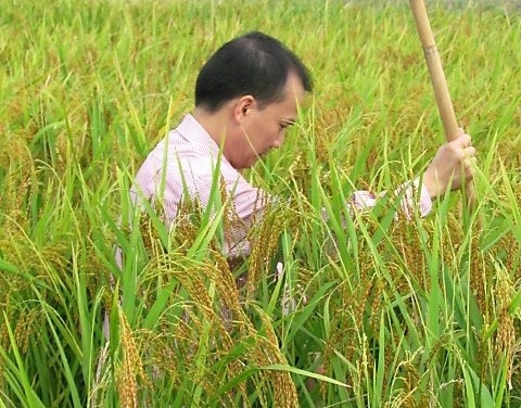 TS Nguyễn Minh Anh Tuấn say mê nghiên cứu trên đồng lúa