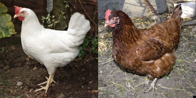 Hương vị của trứng phụ thuộc vào chế độ ăn của gà. Ảnh: Huffington Post.