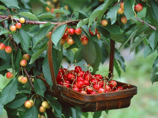 Học cách trồng cherry sai trĩu tại nhà, thu hoạch cả trăm quả ăn mãi chẳng hết