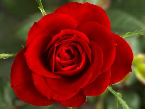 Trồng hoa hồng từ 1 cành hoa, cách đơn giản để có một chậu hồng thơm ngát