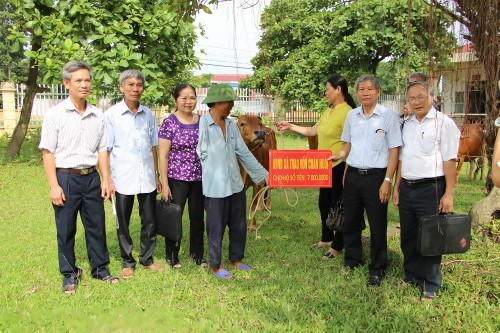 Tra tặng bò cho hộ người có hoàn cảnh khó khăn tại huyện Vĩnh Tường