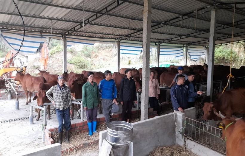 Nhiều hộ dân hào hứng nhận nuôi bò sinh sản