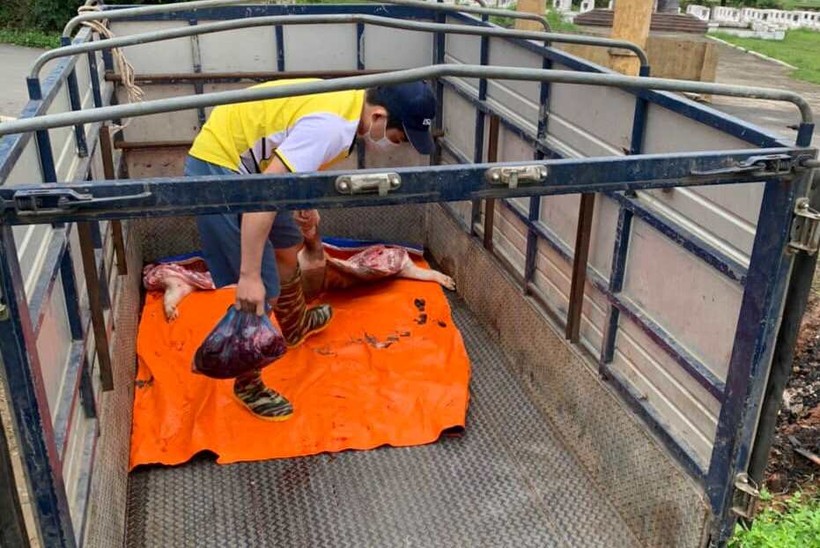 Lợn chết được vận chuyển trên xe ô tô để đem bán