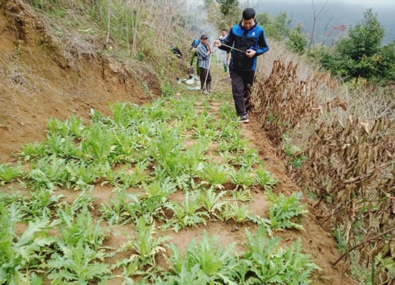 Cây thuốc phiện được trồng trong khu đồi của gia đình bà Diên. Ảnh: Công an huyện Vị Xuyên 