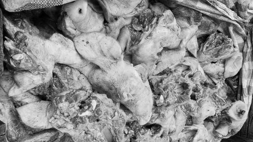Lô đầu lợn bốc mùi hôi thối bị bắt giữ (ảnh được chuyển sang màu đen trắng). Nguồn: Công an tỉnh Vĩnh Phúc