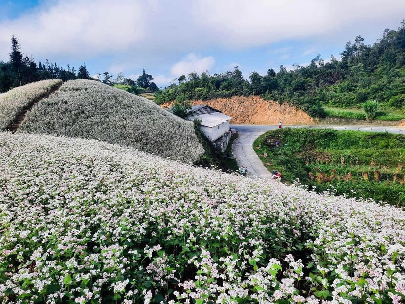 Hoa tam giác mạch nở rộ trên Cao nguyên đá Đồng Văn. 