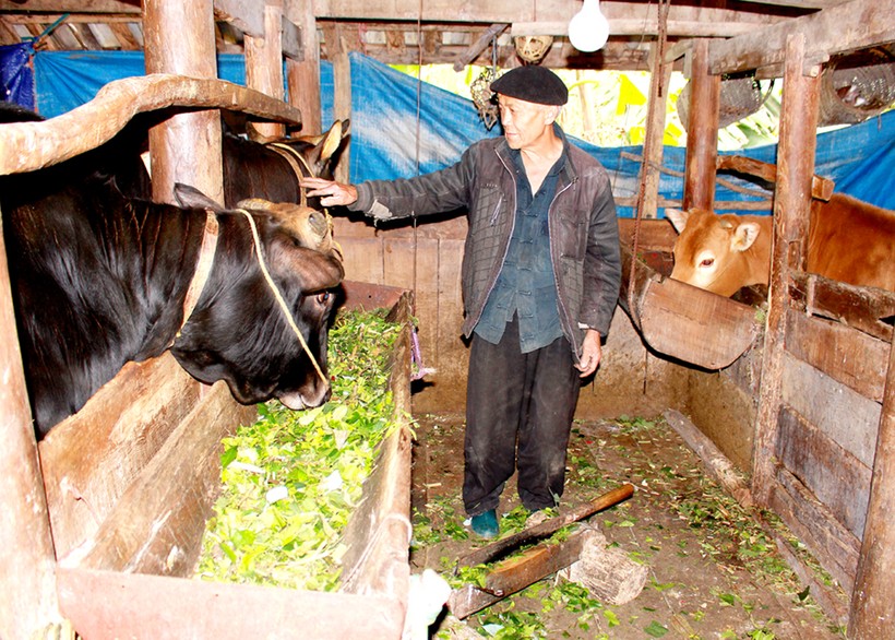 Nuôi bò giúp nhiều hộ nông dân huyện Đồng Văn thoát nghèo. Ảnh: My Ly 