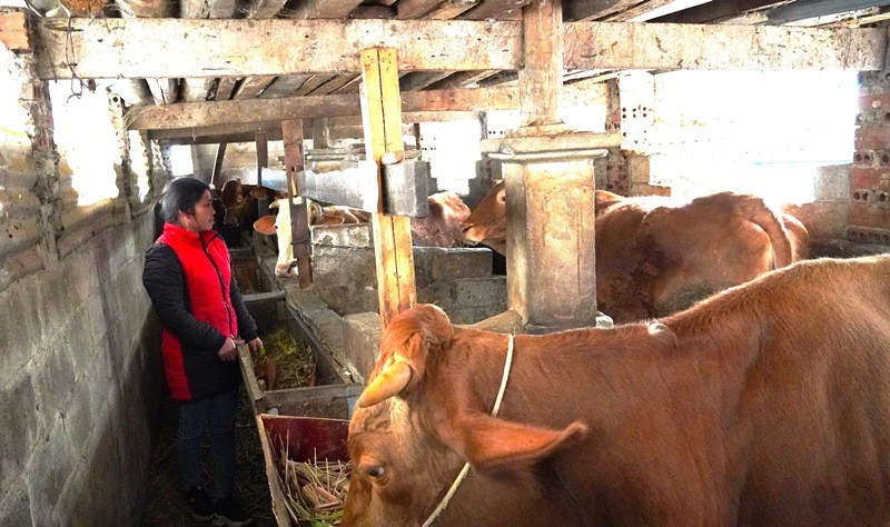 Chị Sùng Thị Chở thôn Chúng Pả A, thị trấn Mèo Vạc đang chăm sóc đàn bò của gia đình. Ảnh: Hà Linh