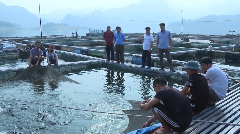 Nghề nuôi cá lồng trên lòng hồ thủy điện Tuyên Quang tại huyện Na Hang mang lại hiệu quả kinh tế cao.