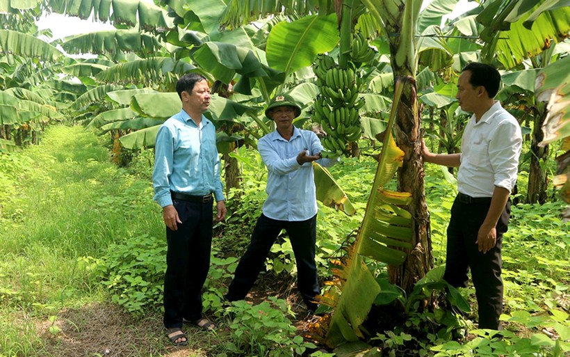 HTX trồng chuối an toàn Hoàng Cương, xã Hoàng Cương, huyện Thanh Ba phát triển mô hình trồng chuối. Ảnh: Linh Nguyễn