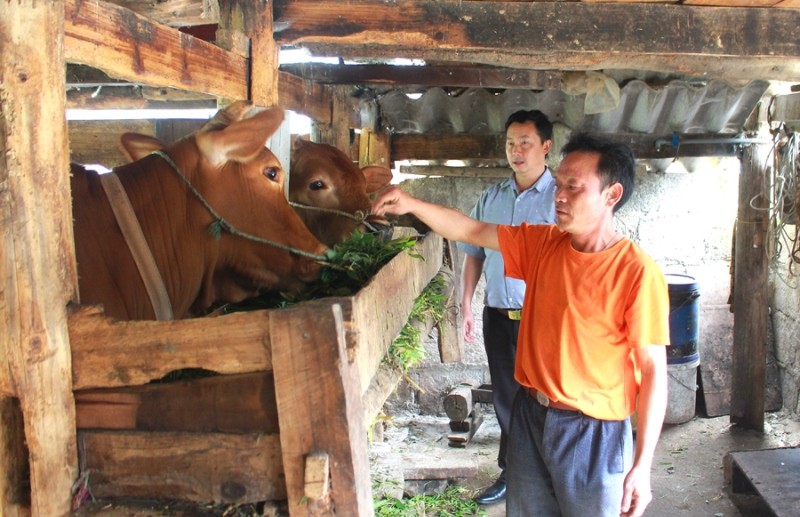 Từ số tiền hỗ trợ, gia đình ông Vừ Sính Chá, thôn Đoàn Kết, xã Sủng Là (Đồng Văn) đã phát triển chăn nuôi bò sinh sản. Ảnh: My Ly
