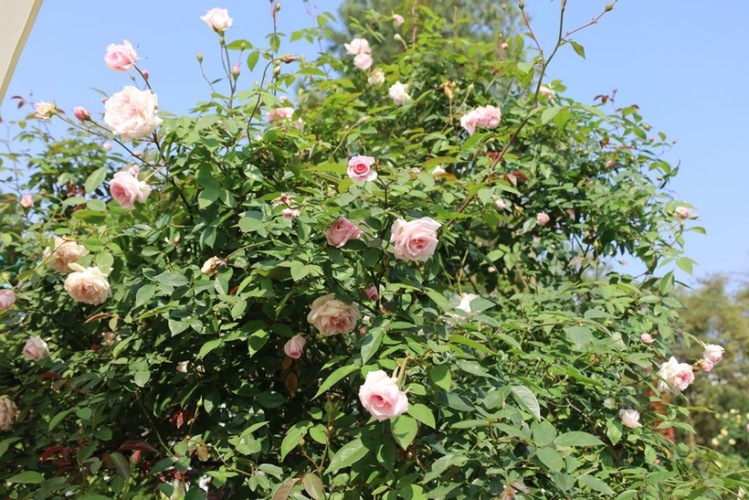 Hàng trăm gốc hoa hồng cổ thụ cùng bung nở tạo khung trời rợp sắc hoa.