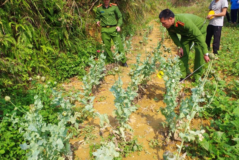 Lực lượng Công an huyện Mèo Vạc kiểm đếm số lượng cây thuốc phiện. Ảnh: Hà Linh