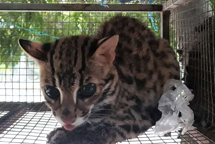 Một cá thể mèo rừng được tự nguyện chuyển giao tại Chi cục Kiểm lâm Thanh Hoá.