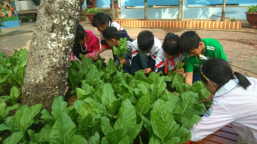 Học sinh Trường Tiểu học Lãng Sơn (Yên Dũng, Bắc Giang) chăm sóc rau xanh trong sân trường