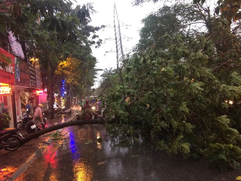 Một cây bị đổ chắn ngang đường Tam Trinh